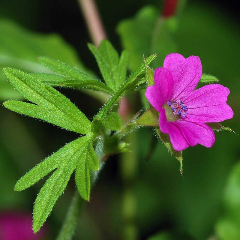Alteya Organics Certified Organic Geranium Oil