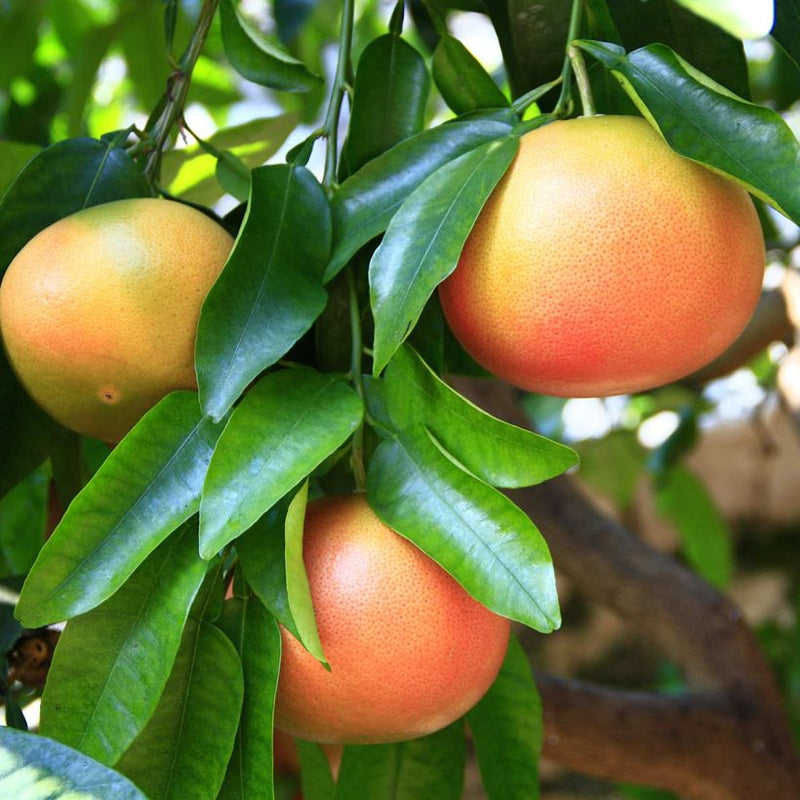 Alteya Organics Certified Organic Grapefruit Oil