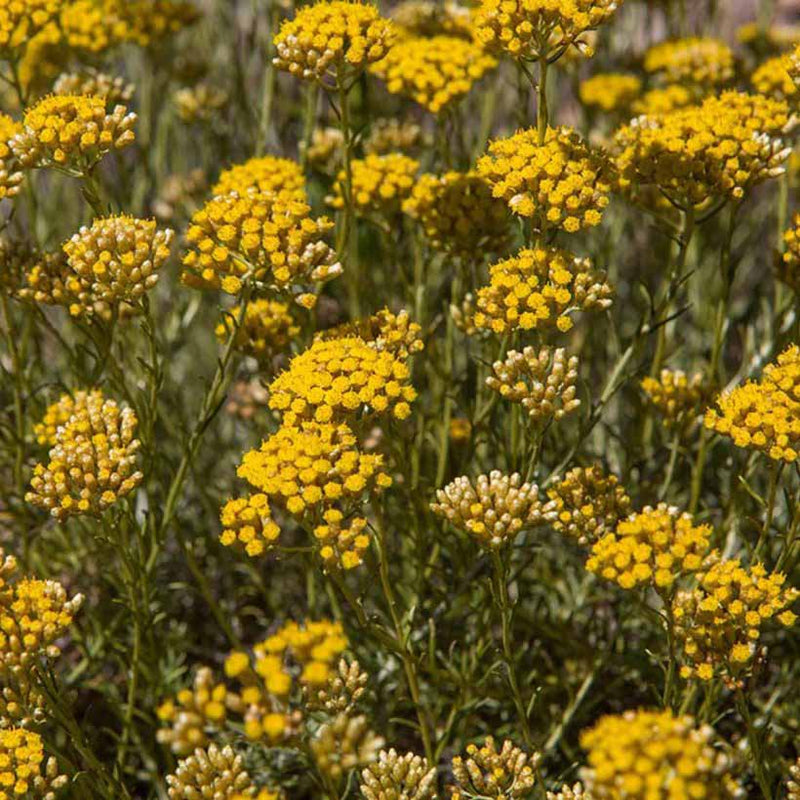 Alteya Organics Certified Organic Helichrysum Oil (immortelle)
