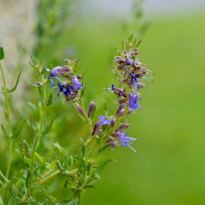 Alteya Organics Certified Organic Hyssop Oil