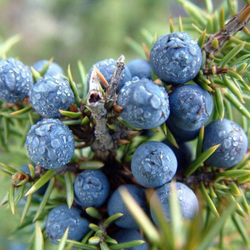 Alteya Organics Certified Organic Juniper Berry Oil