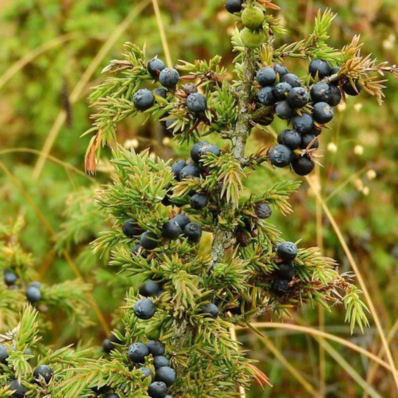Alteya Organics Certified Organic Juniper Berry Oil
