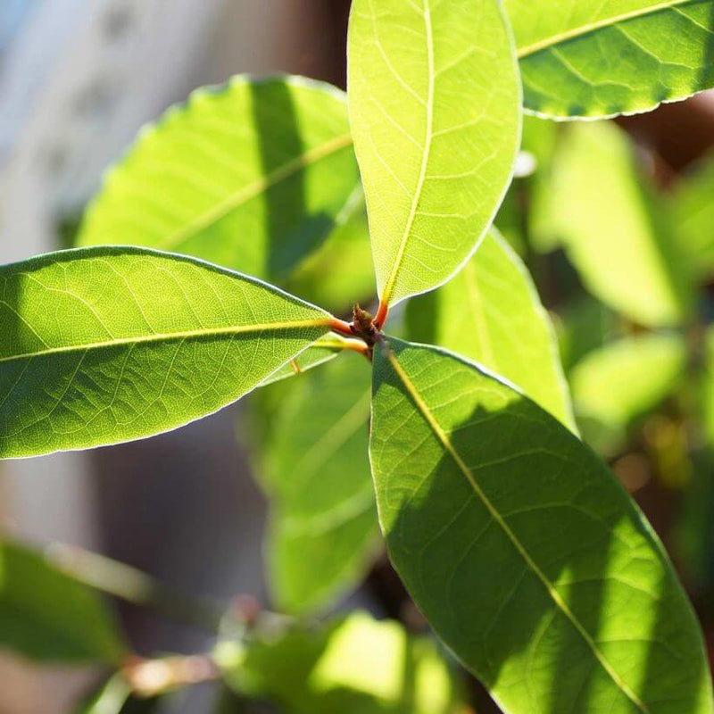 Alteya Organics Certified Organic Laurel Bay Leaf