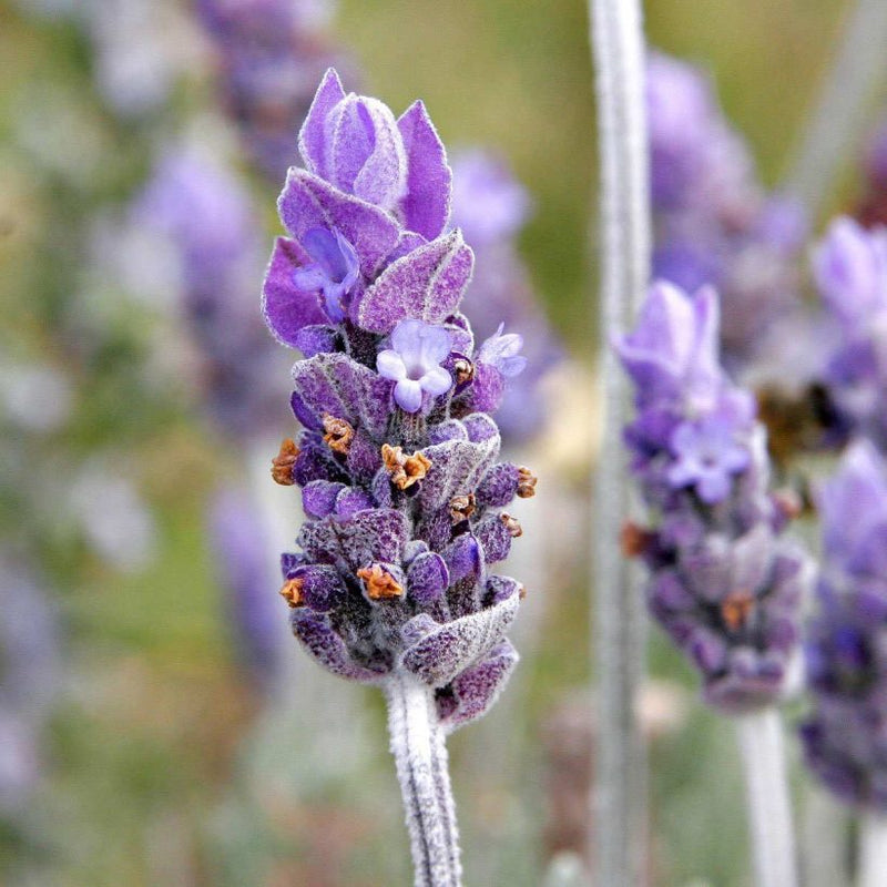 Alteya Organics Certified Organic Lavender Oil