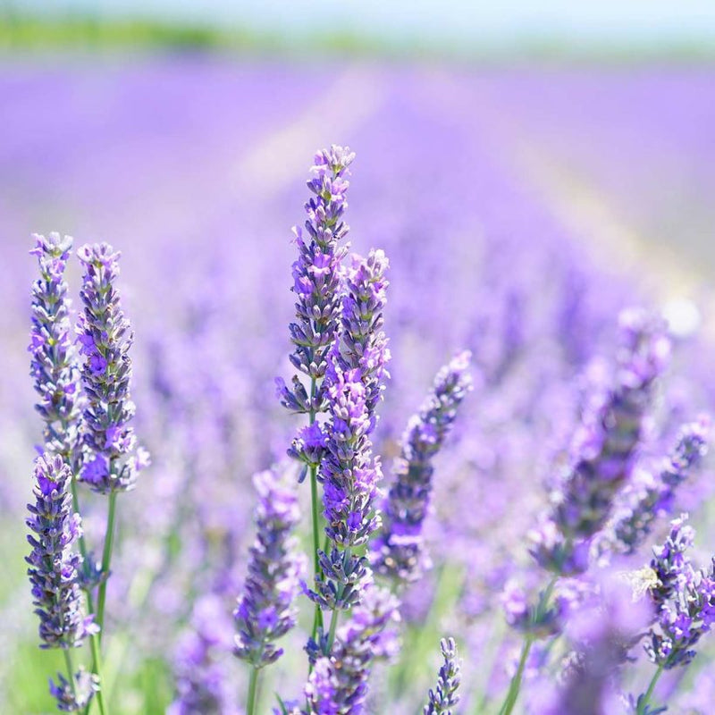Alteya Organics Certified Organic Lavender Oil
