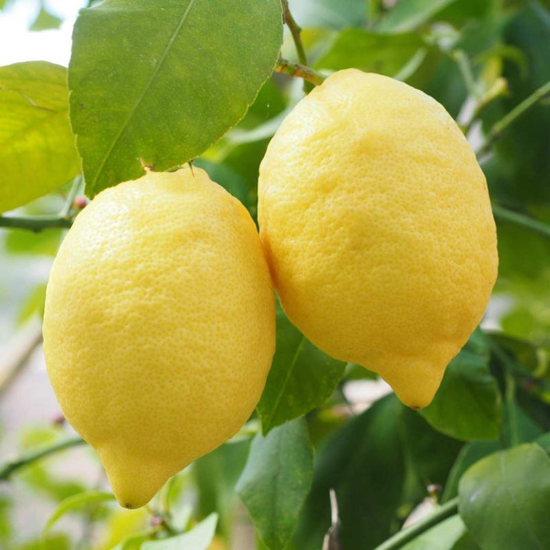 Alteya Organics Certified Organic Lemon Oil