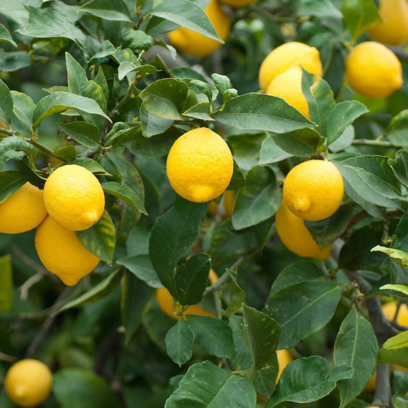 Alteya Organics Certified Organic Lemon Oil
