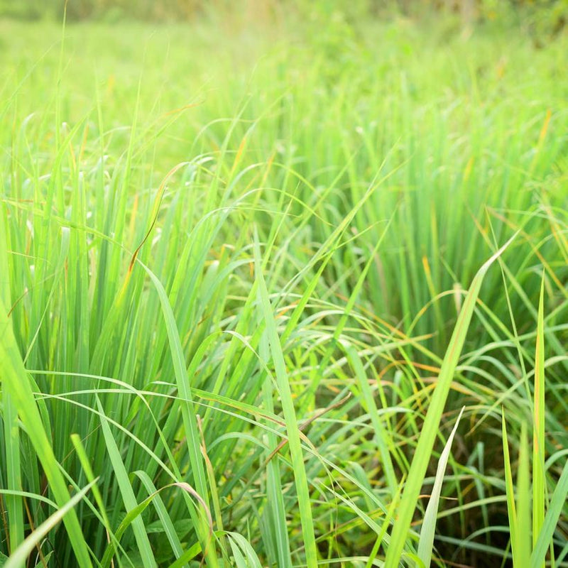 Alteya Organics Certified Organic Lemongrass Oil