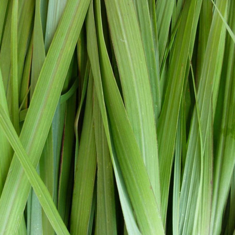Alteya Organics Certified Organic Lemongrass Oil