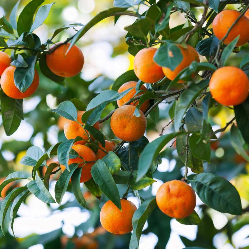 Alteya Organics Certified Organic Mandarin Oil