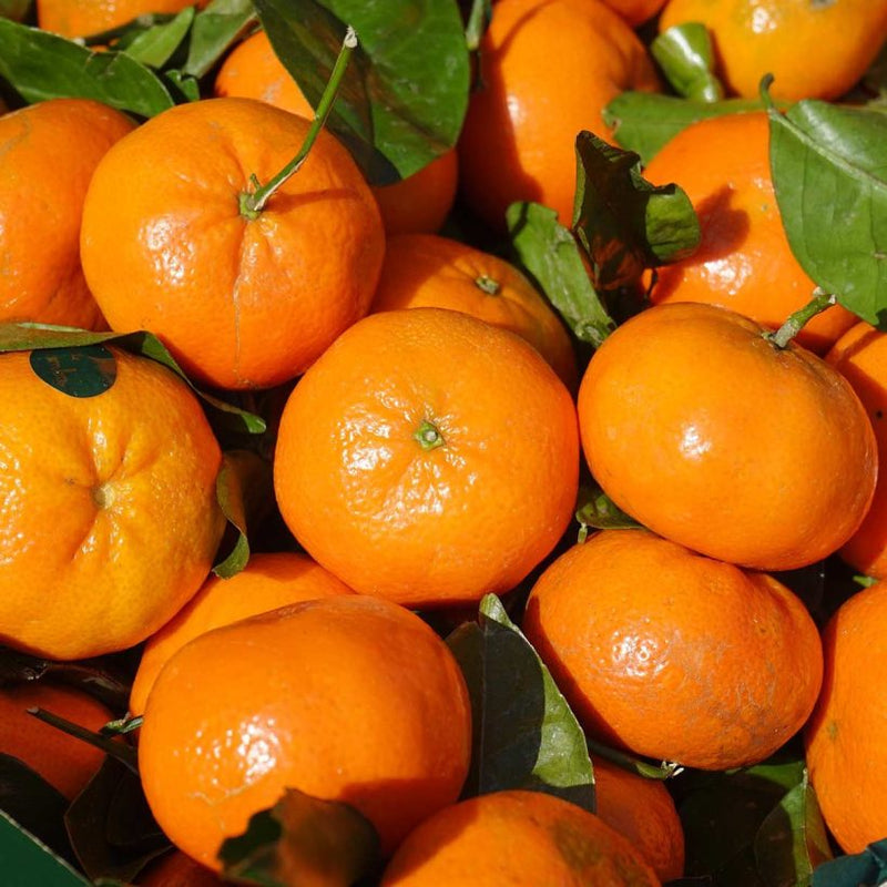 Alteya Organics Certified Organic Mandarin Oil