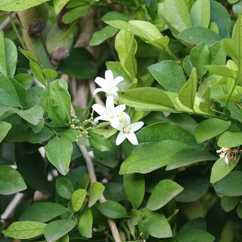 Alteya Organics Certified Organic Neroli Oil