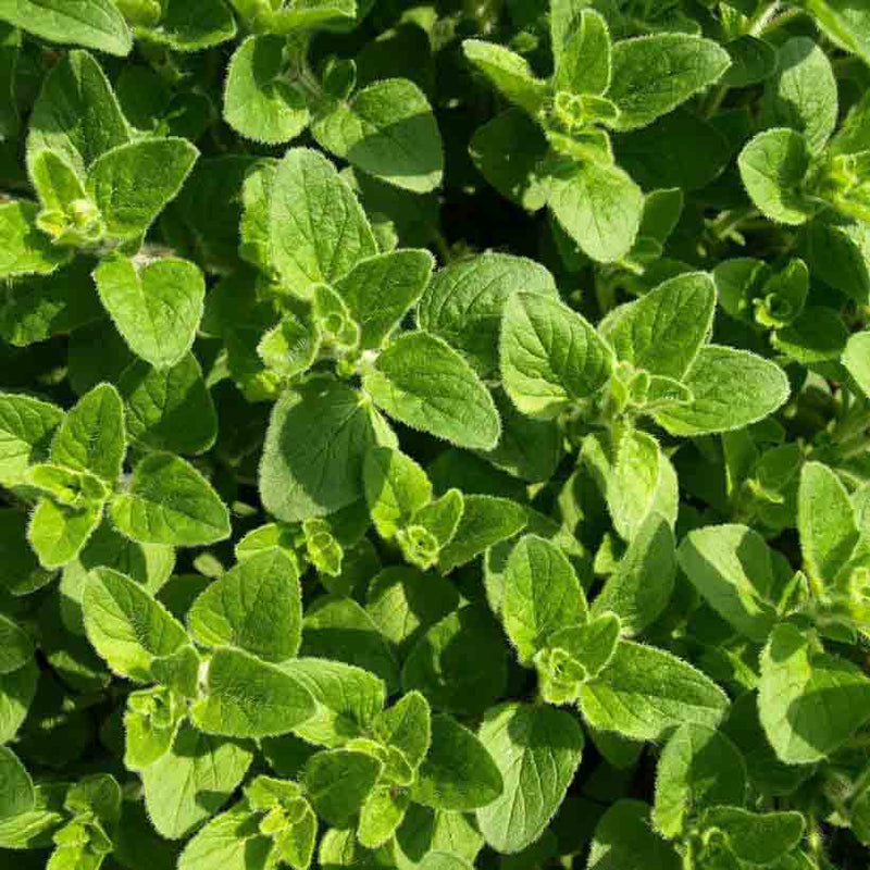 Alteya Organics Certified Organic Oregano Oil