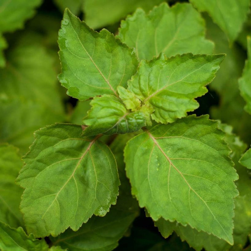 Alteya Organics Certified Organic Patchouli Oil