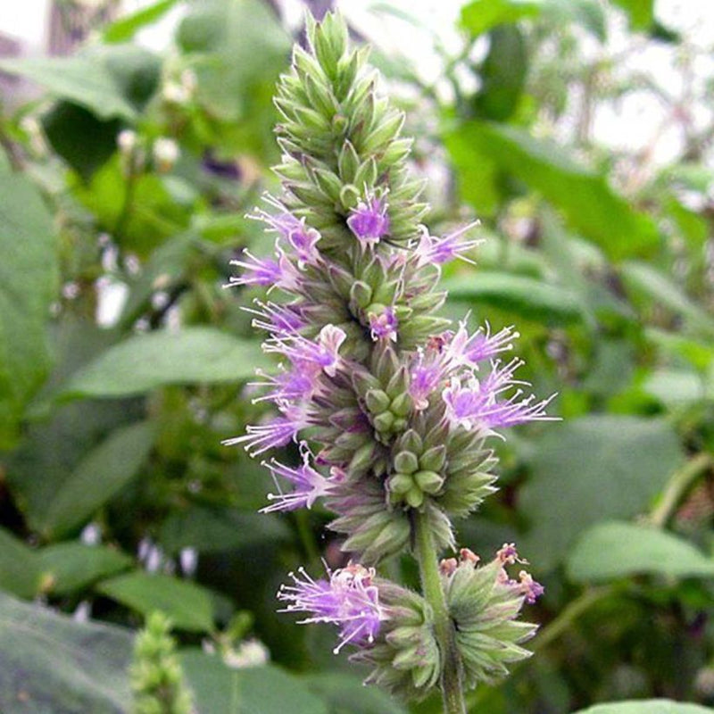 Alteya Organics Certified Organic Patchouli Oil