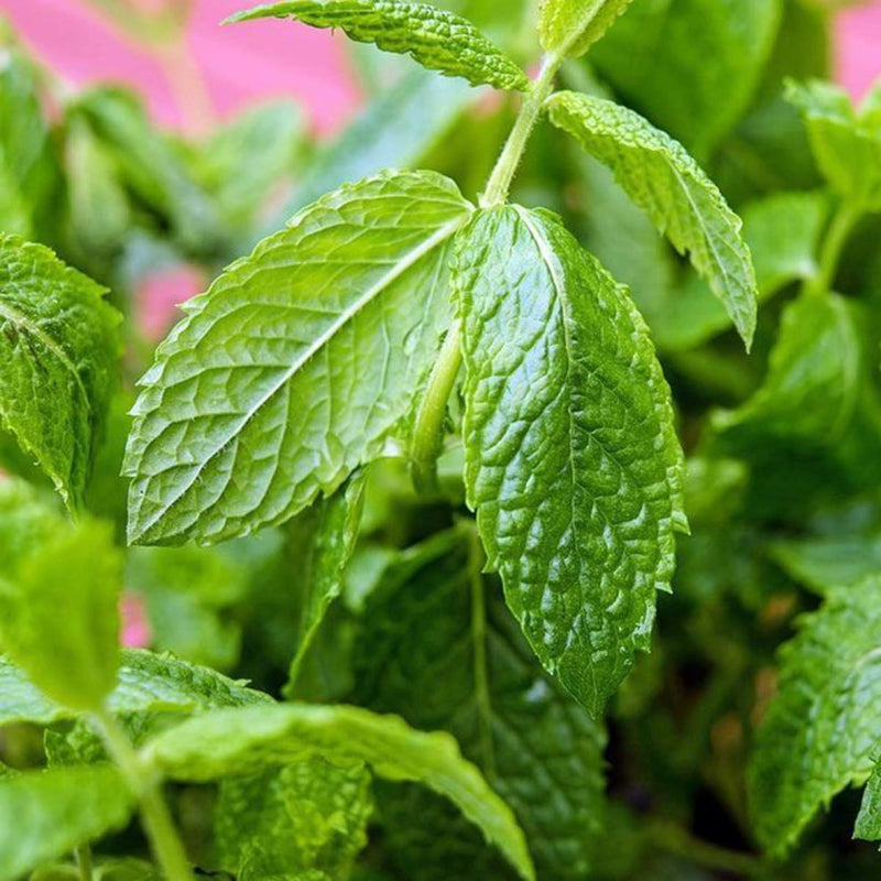 Alteya Organics Certified Organic Mint - Peppermint Oil