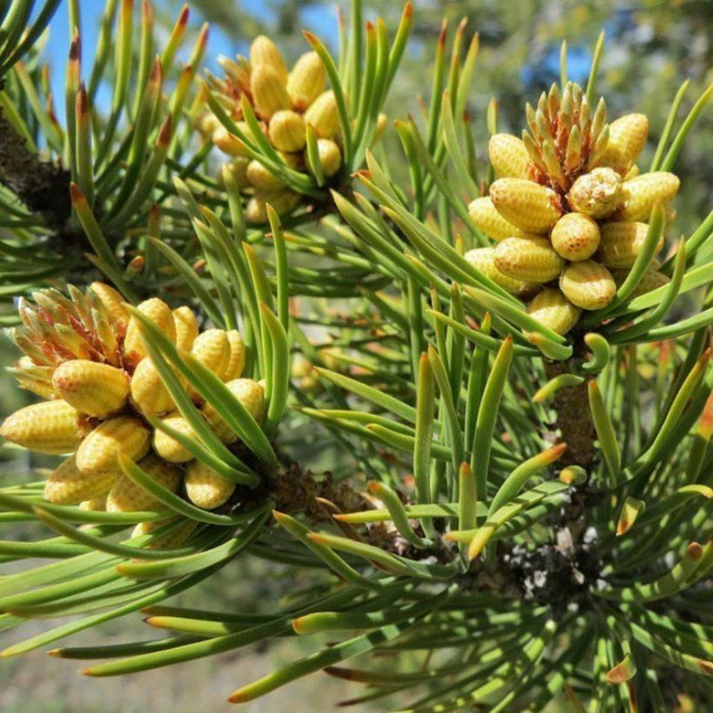 Alteya Organics Certified Organic Pine Tree Oil