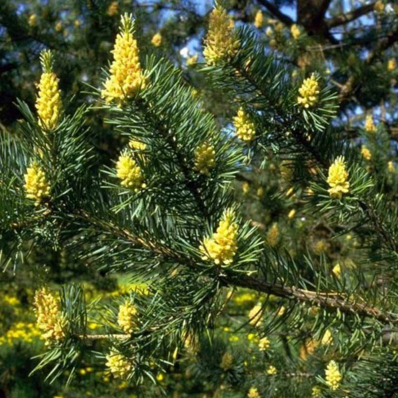 Alteya Organics Certified Organic Pine Tree Oil