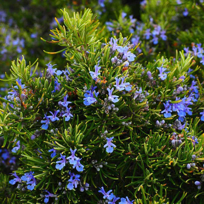 Alteya Organics Certified Organic Rosemary Oil