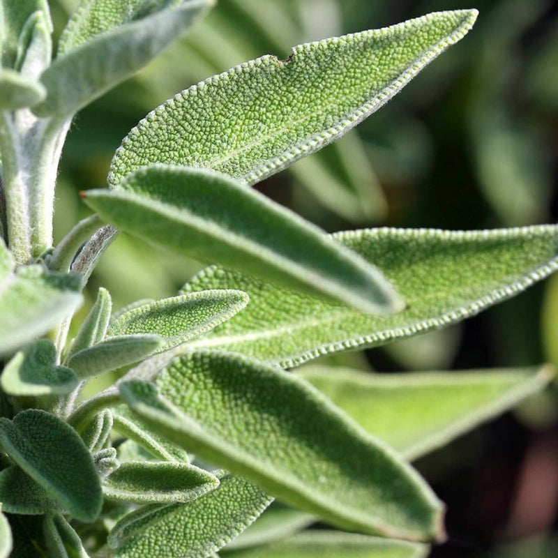 Alteya Organics Certified Organic Sage Oil