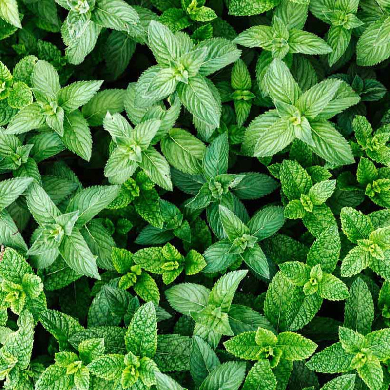 Alteya Organics Certified Organic Mint - Spearmint Oil