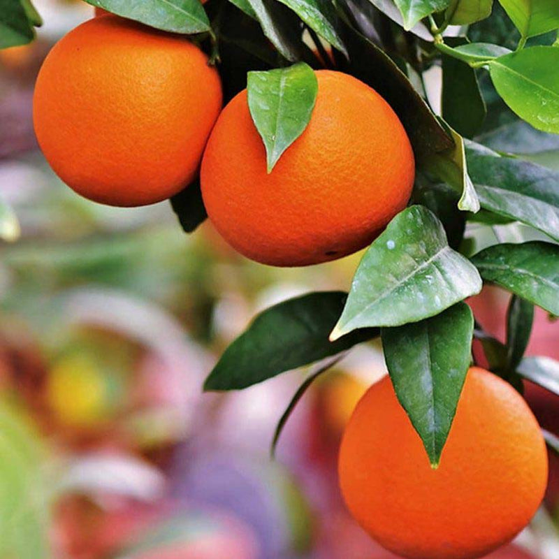 Alteya Organics Certified Organic Sweet Orange Oil