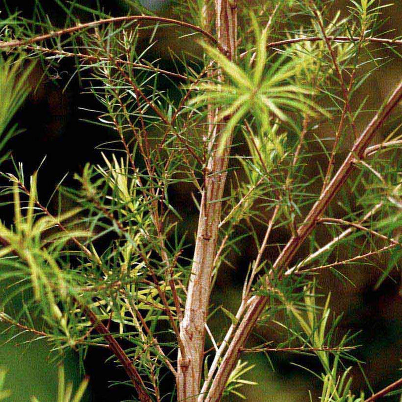 Alteya Organics Certified Organic Tea Tree Oil