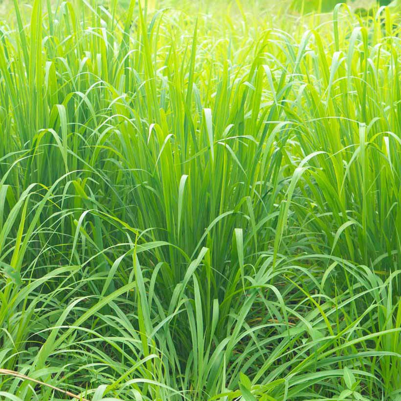 Alteya Organics Certified Organic Vetiver Oil