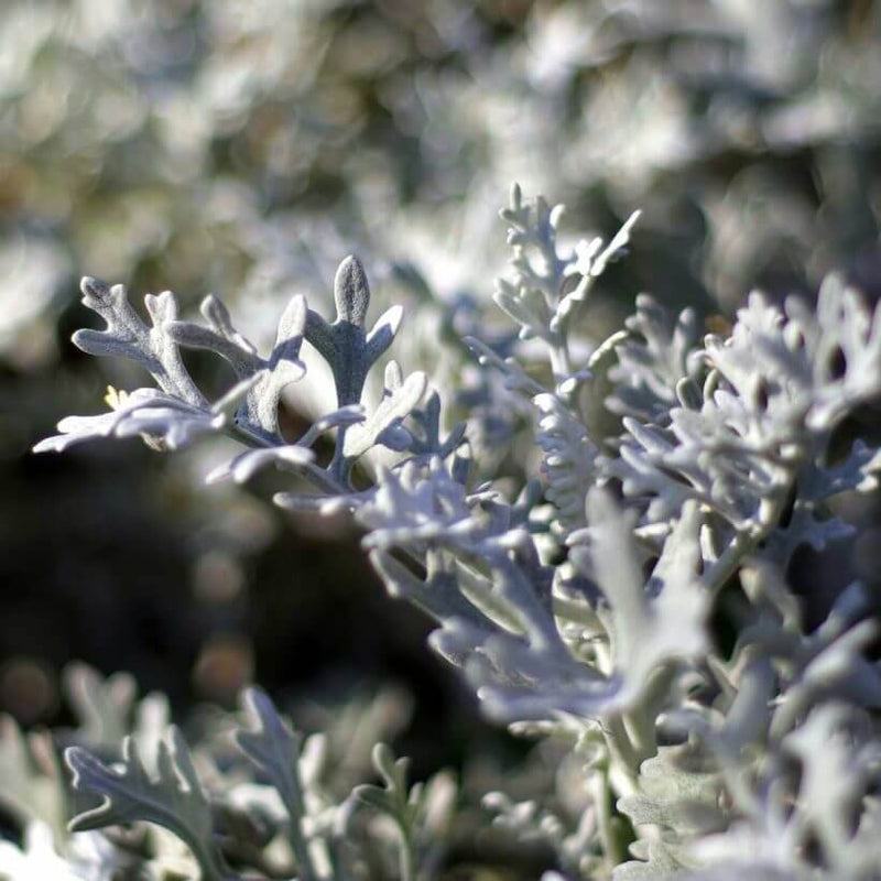 Alteya Organics Certified Organic Wormwood Oil