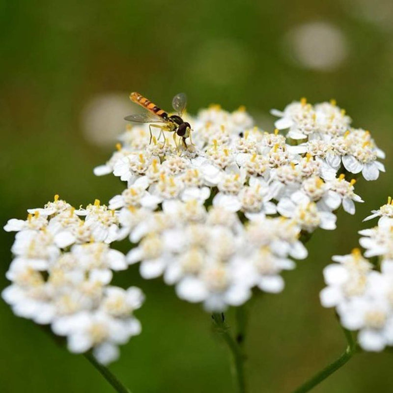 Alteya Organics Certified Organic Yarrow Blue Oil