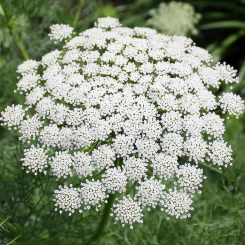 Alteya Organics Certified Organic Yarrow Blue Oil