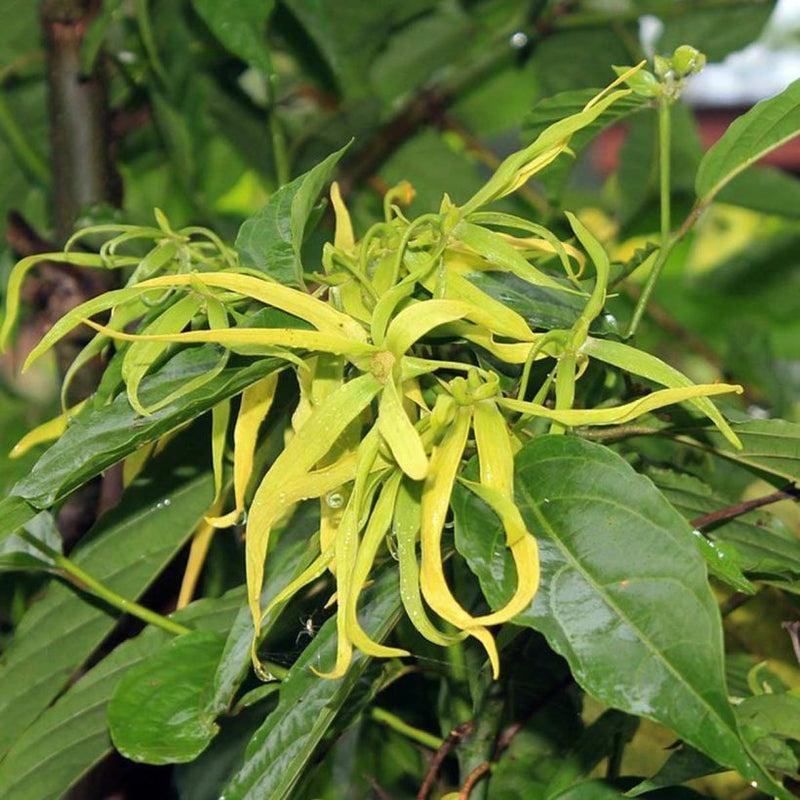 Alteya Organics Certified Organic Ylang-ylang Oil