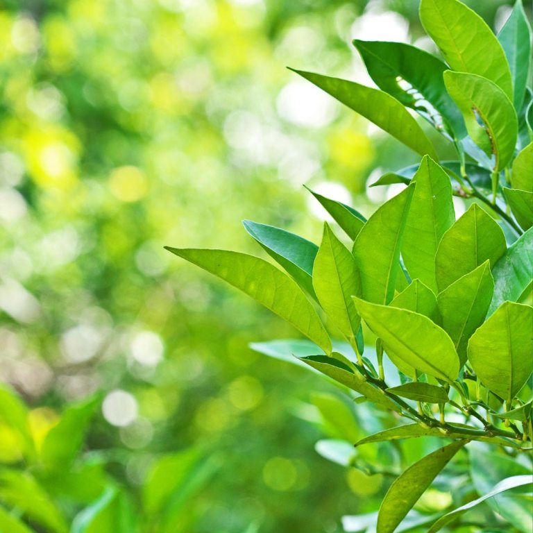 Absolute Aromas Petitgrain Essential Oil