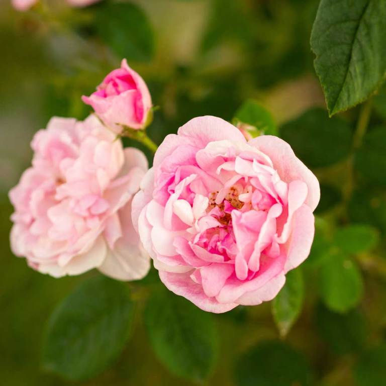 Absolute Aromas Rose Otto Essential Oil