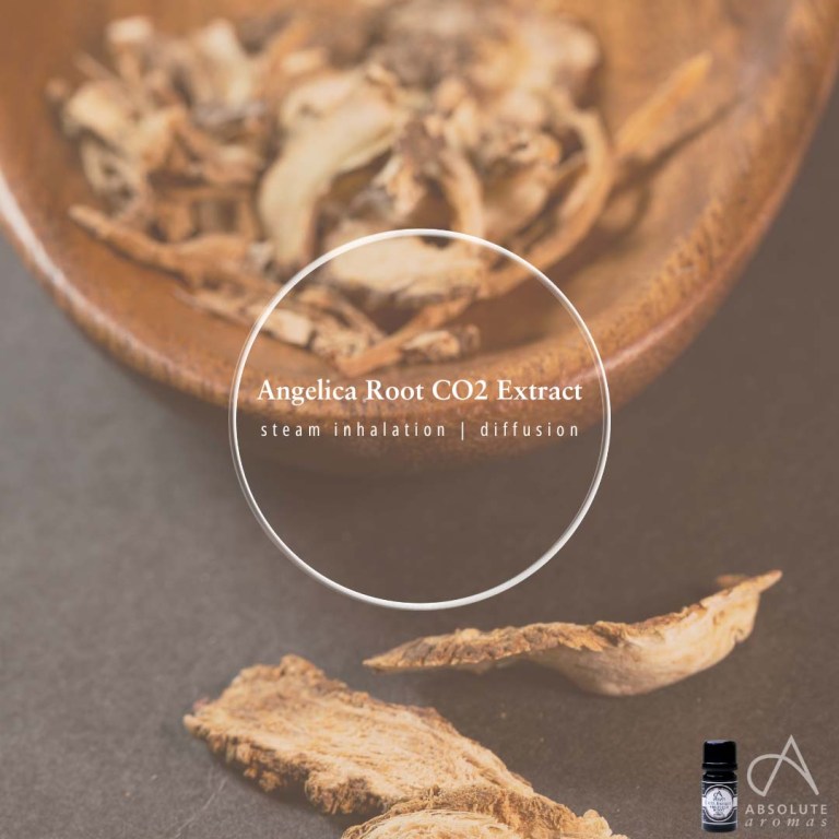 Absolute Aromas Angelica Root CO2 Extract