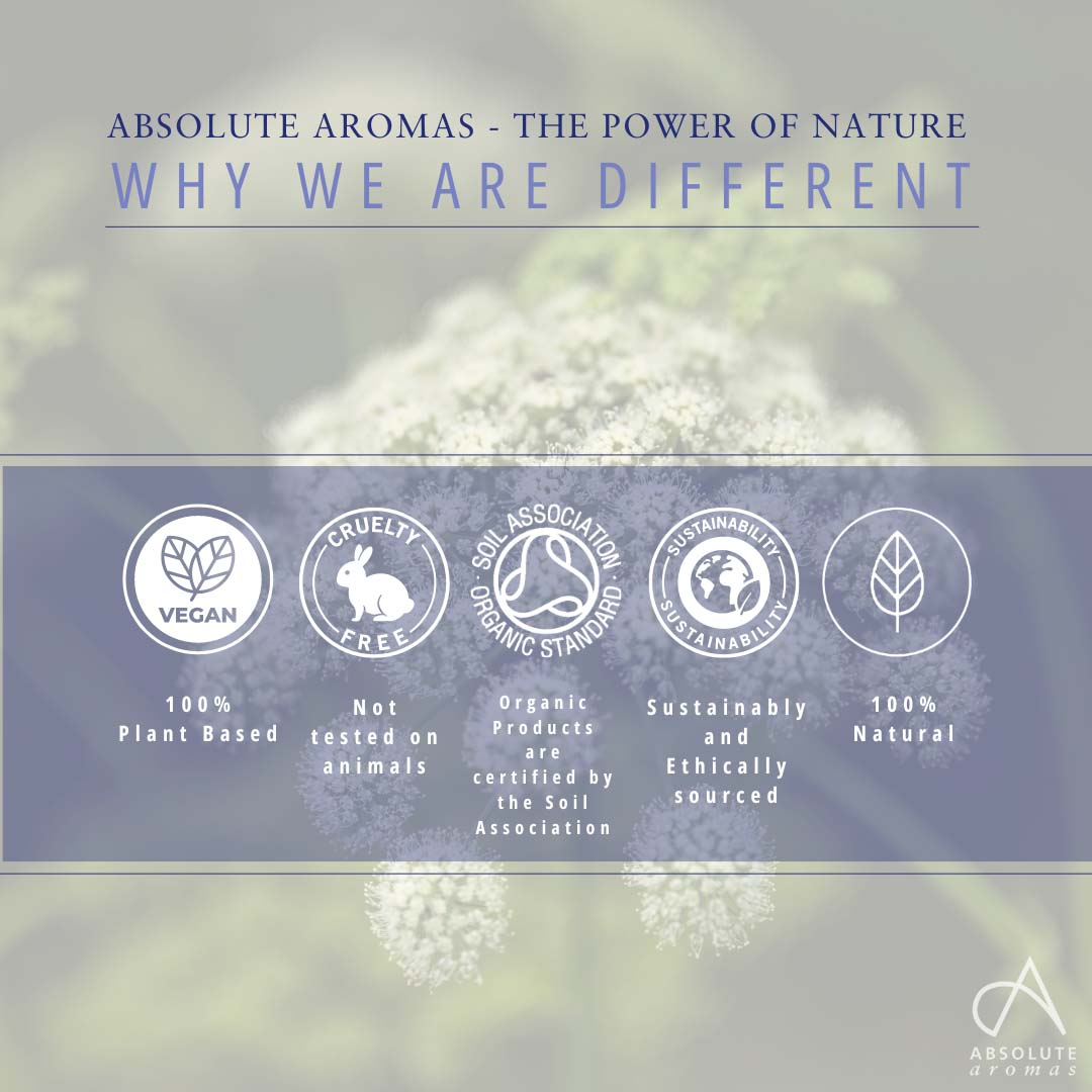 Absolute Aromas Angelica Root CO2 Extract