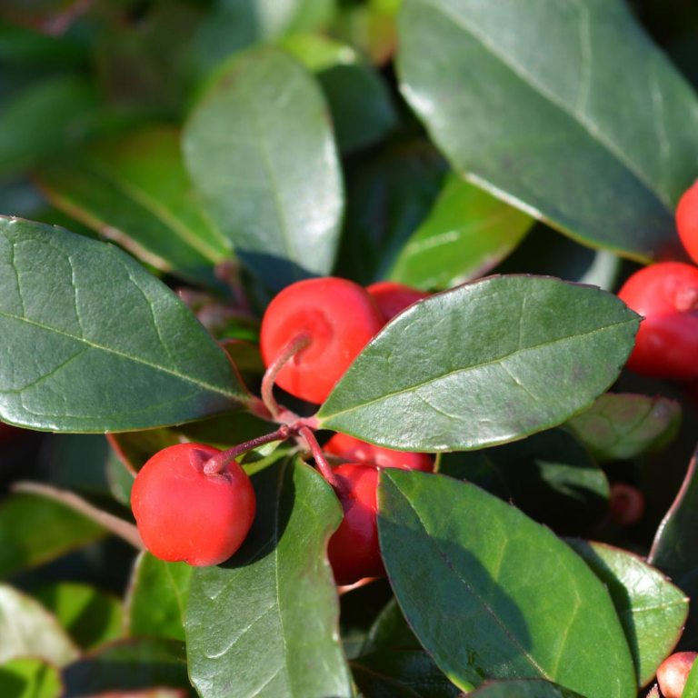 Absolute Aromas Wintergreen Essential Oil