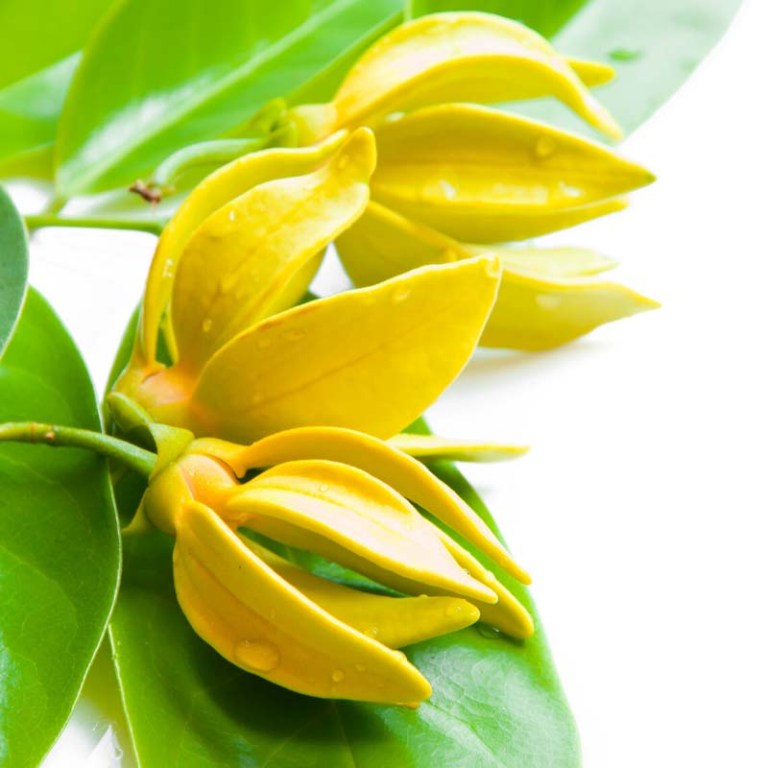 Absolute Aromas Ylang Ylang Essential Oil