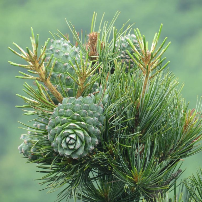 Absolute Aromas Cedarwood, Atlas Essential Oil