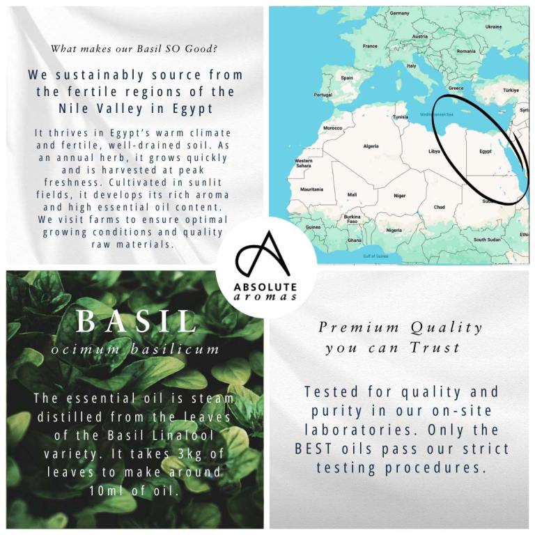 Absolute Aromas Basil, Linalol Type Essential Oil