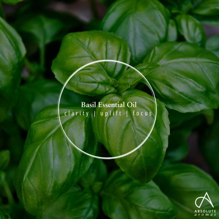 Absolute Aromas Basil, Linalol Type Essential Oil