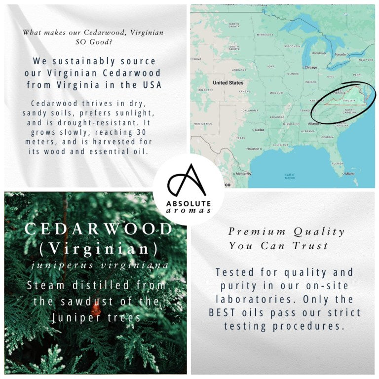 Absolute Aromas Cedarwood, Virginian Essential Oil