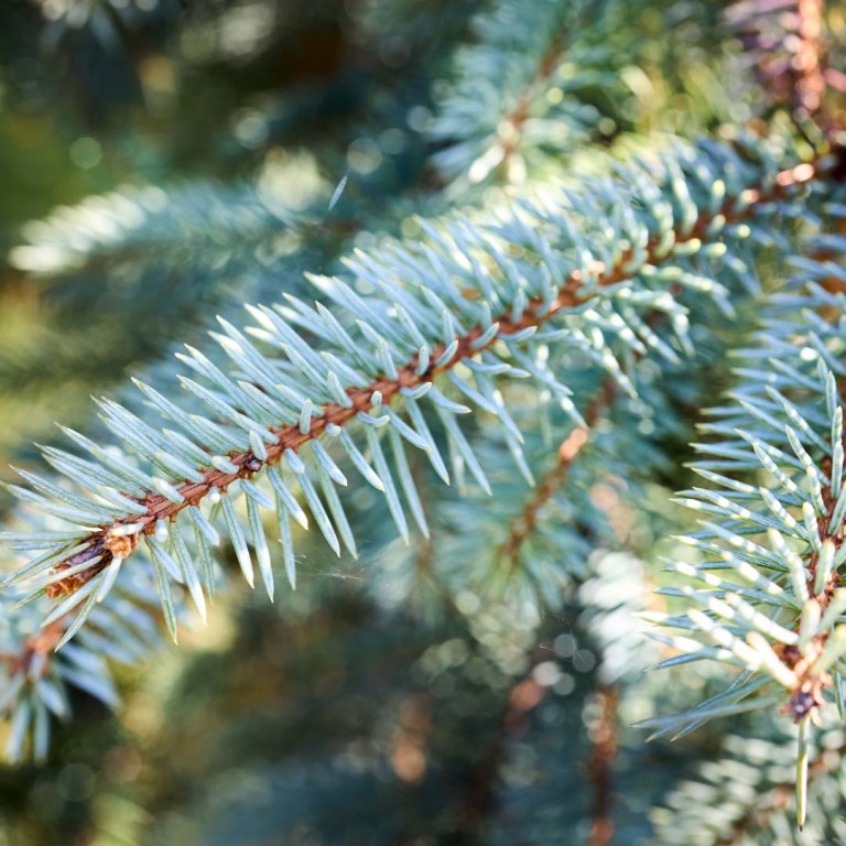 Absolute Aromas Black Spruce Essential Oil