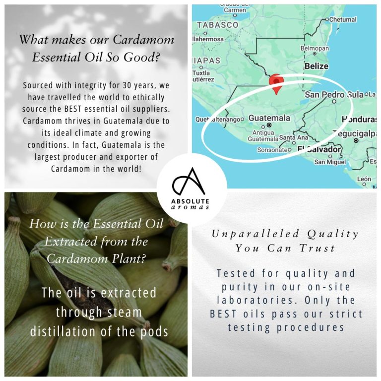 Absolute Aromas Cardamom Essential Oil