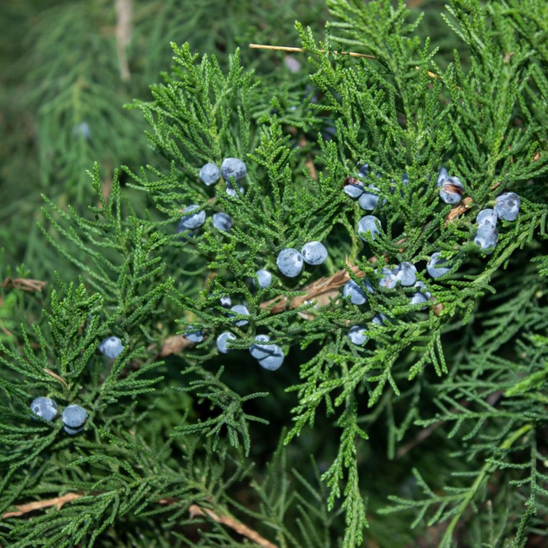 Absolute Aromas Cedarwood, Virginian Essential Oil
