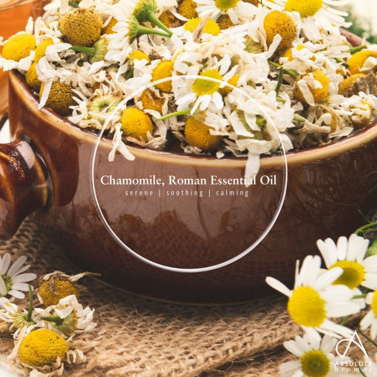Absolute Aromas Chamomile Essential Oil (Roman)