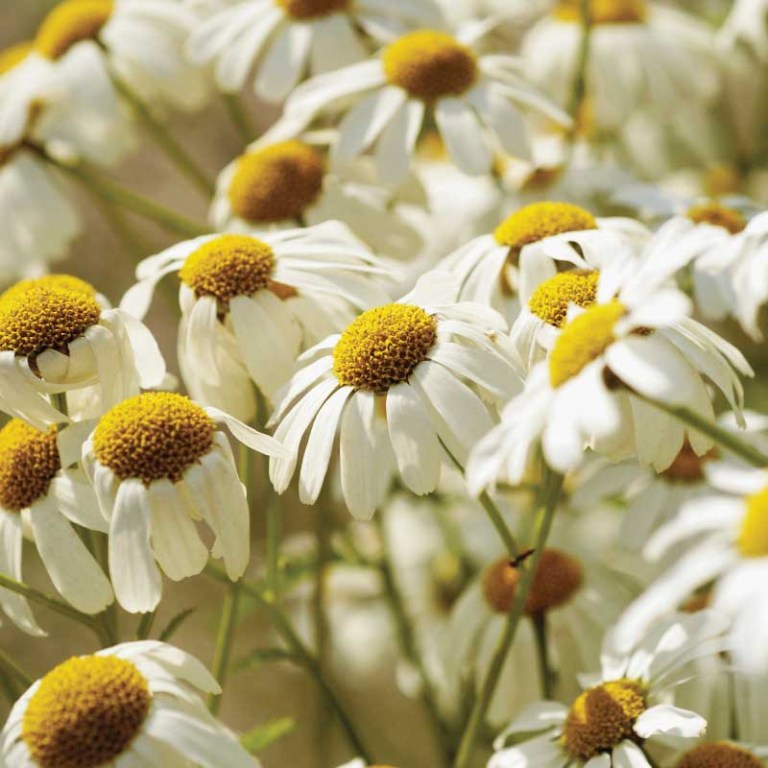 Absolute Aromas Chamomile Essential Oil (Roman)