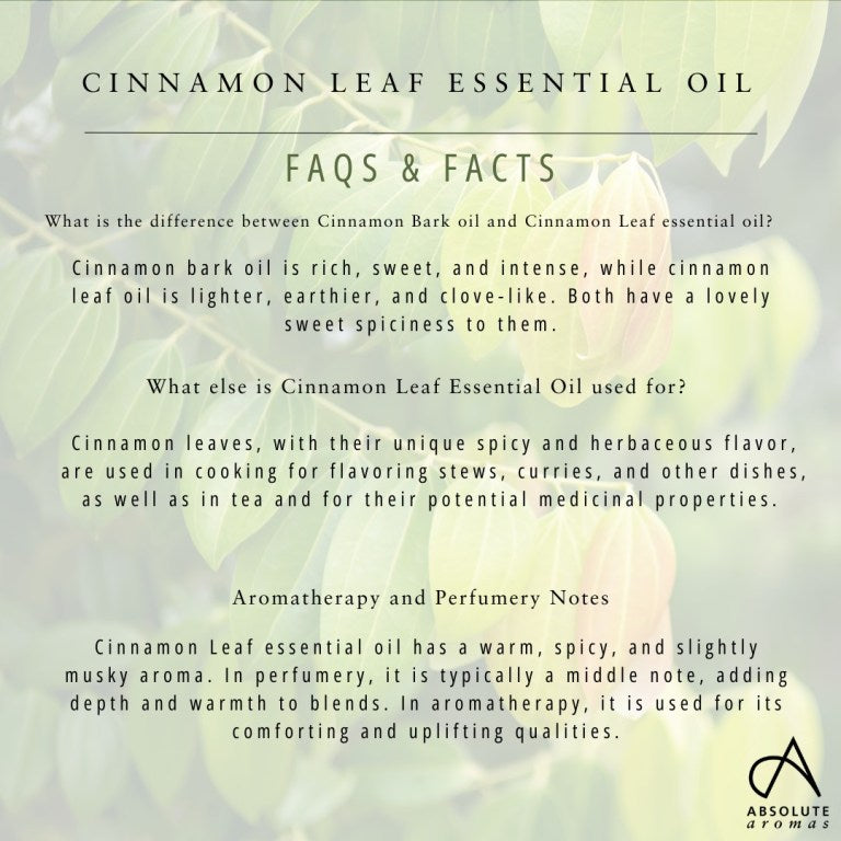 Absolute Aromas Cinnamon Leaf Essential Oil