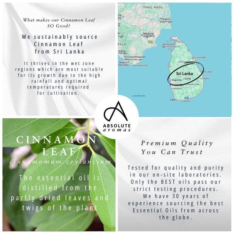 Absolute Aromas Cinnamon Leaf Essential Oil