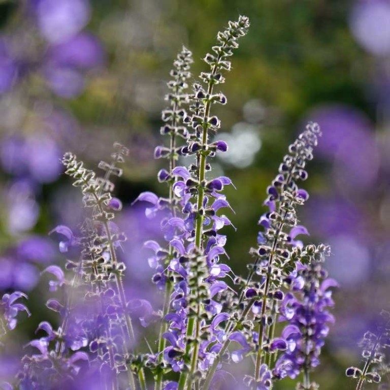 Absolute Aromas Clary Sage Essential Oil